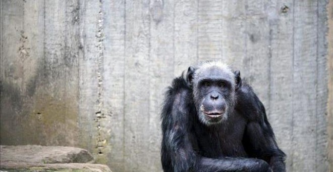 Los primates son una de las especies más decomisadas en España. EFE