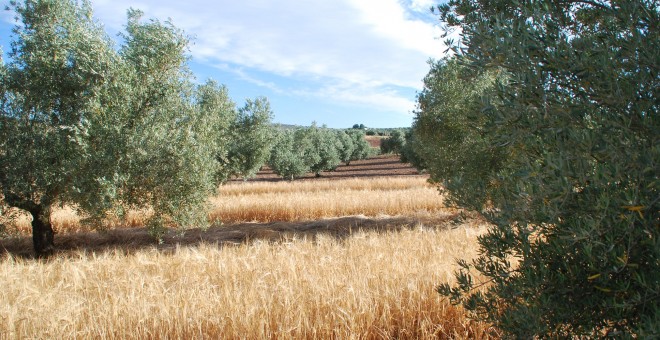 Cultivo de cebada en un olivar de Jaén./HEINEKEN ESPAÑA
