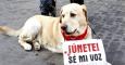 Imagen de una manifestación para solicitar el endurecimiento de las penas por maltrato animal. EFE/Kote Rodrigo