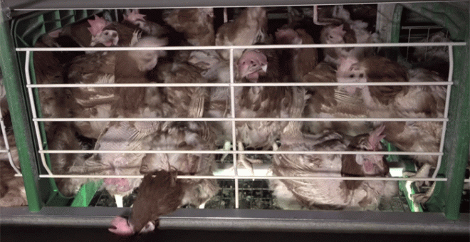 Gallinas enjauladas en una granja de huevos investigada por Igualdad Animal