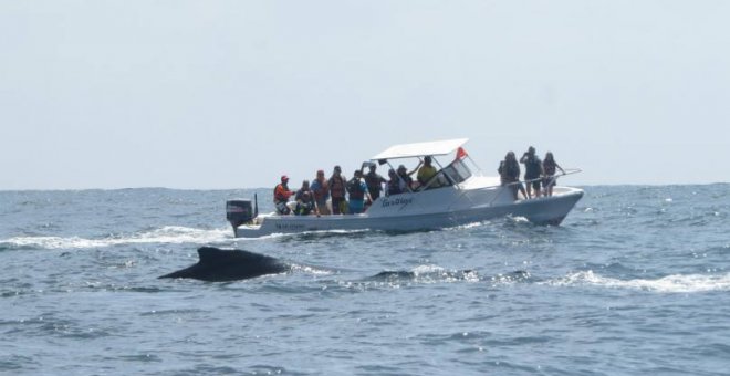 Liberada una ballena varada durante once horas en la costa de Ecuador.