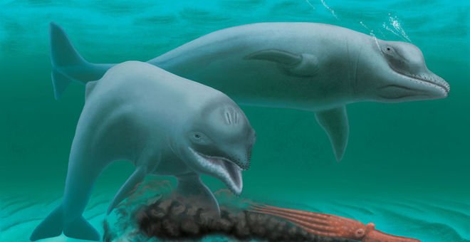 Reconstrucción del esta nueva especia de delfín encontrado en EEUU.