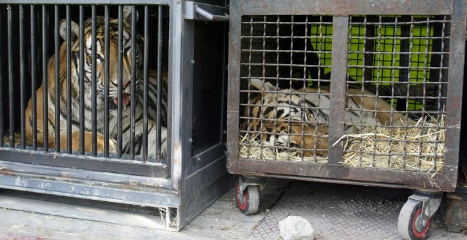 Dos de los siete tigres que ha donado el circo español. EFE
