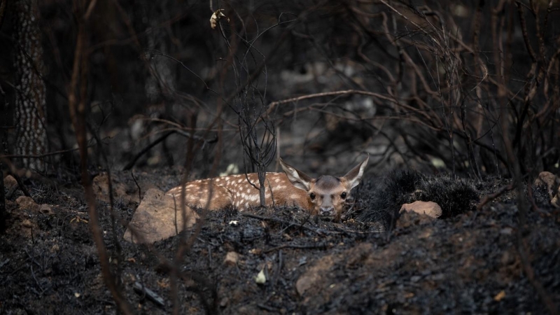 (22/6/22) Un ciervo entre las cenizas tras el incendio iniciado el 15 de junio en la Sierra de la Culebra, a 22 de junio de 2022, en Villardeciervos, Zamora.