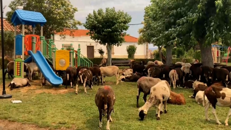 Santiago León, ganadero con 130 cabras calcinadas: 'Es duro que todo por lo que luchas desaparezca en cinco minutos'