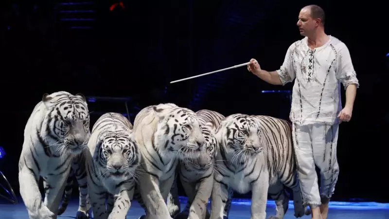 Un espectáculo con tigres blancos en un circo de Mónaco, a 21 de enero de 2020.