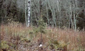 Un abeto diminuto en tierras boscosas. El árbol joven no reabsorberá el carbono emitido al quemar el árbol viejo durante décadas, un problema conocido como deuda de carbono.