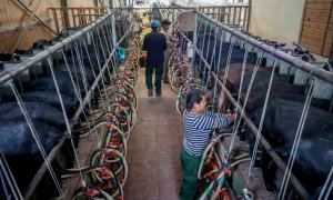 Dos trabajadores ordeñan las cabras en la granja Suerte Ampanera, a 24 de agosto de 2022, en Colmenar Viejo, Madrid (España).