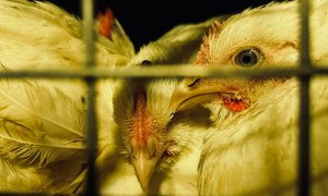 Pollos hacinados en un camión, de camino al matadero de Sueca (Valéncia), a 20 de marzo de 2024.