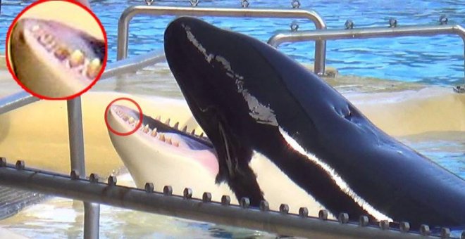 Un juez rechaza la demanda de un parque acuático a PETA por difamación al publicar fotografías de orcas con heridas