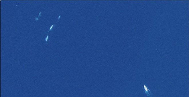 La ballena, primer animal observable en detalle desde el espacio