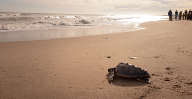 Una tortuga marina deposita huevos en una playa de Castellón, algo que solo ha pasado cinco veces en 200 años
