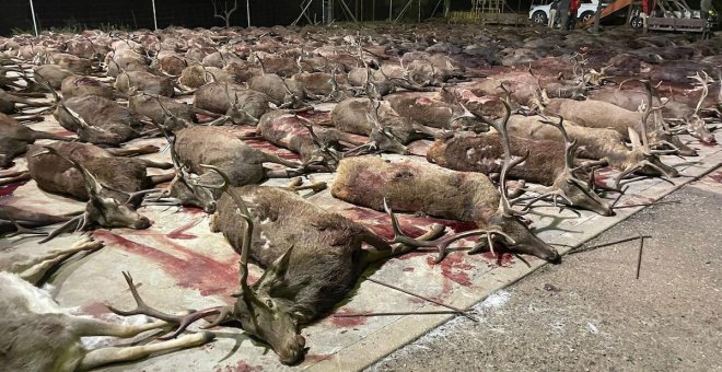 Denuncian "una orgía de sangre y muerte" con más de 400 ciervos y jabalíes abatidos en una finca de Córdoba