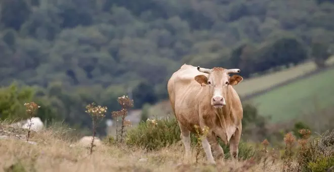 Un ganadero de Lugo, condenado a prisión por acabar con la vida de 150 vacas para cobrar una indemnización
