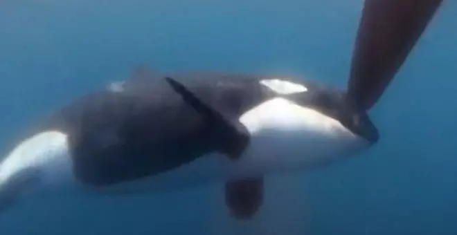Las orcas protagonizan nuevos incidentes en Gibraltar con veleros de la Ocean Race