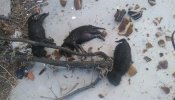 Asociaciones animalistas denuncian por vía penal la muerte "a botellazos" de tres cachorros en Puertollano