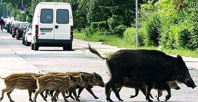 El Congreso aprueba proteger a los animales salvajes en las carreteras