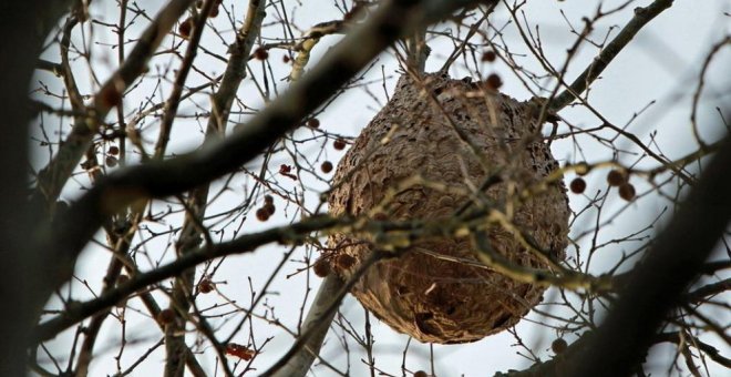 Localizan el primer nido de avispa asiática en la ciudad de Barcelona