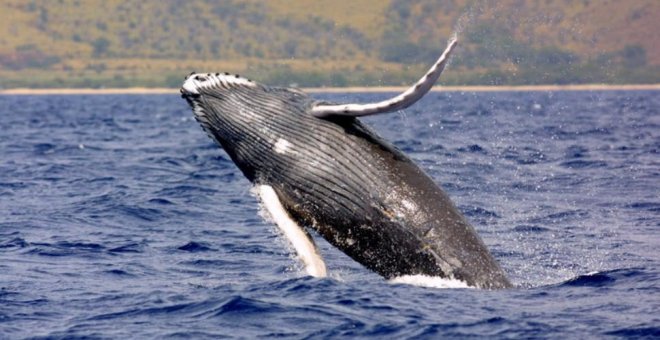 Una ballena muerta de 20 metros aparece en las costas de Bueu