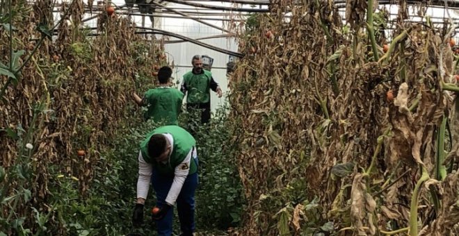 Detenido en Almería el dueño de un invernadero que acosó a una empleada a la que pagaba tres euros la hora