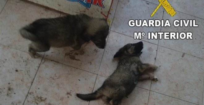 Rescatan a once perros desnutridos, abandonados y enfermos en Castellón