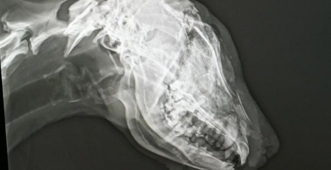 Nueve meses de prisión por partir el cráneo de su perra y arrastrarla atada al coche