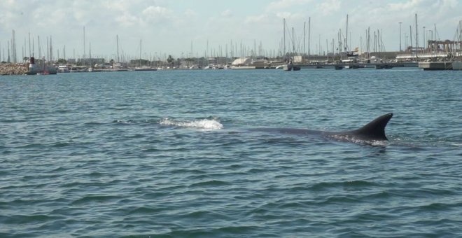 Sacan a mar abierto a una ballena varada de 18 metros desde el Náutico de València