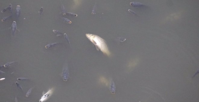 ANSE denuncia la mortalidad masiva de los peces en el embalse de los Rodeos, una Zona de Especial Conservación