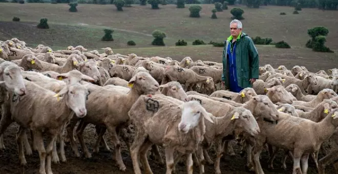 La alerta por la viruela ovina bloquea el regreso de los pastores trashumantes: "Cada semana pierdo 2.500 euros"